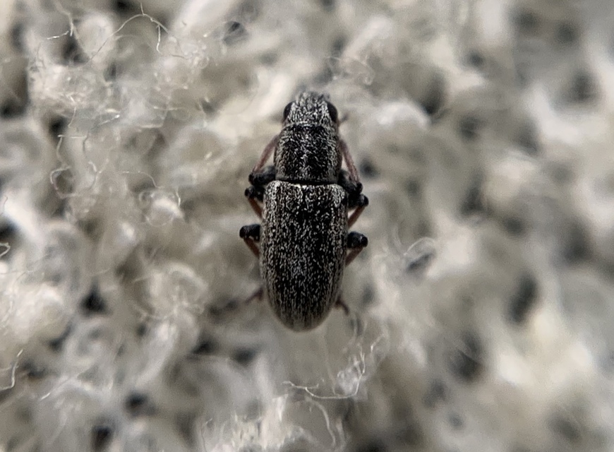 Sitona lateralis - iglice-csipkézőbogár