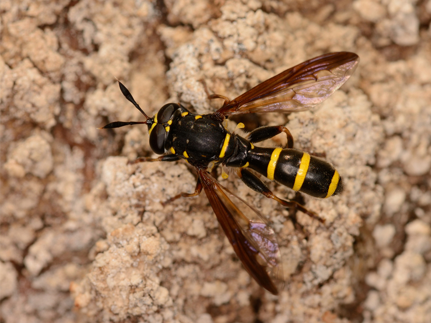 Sphiximorpha subsessilis - galagonya orsócsápúlégy