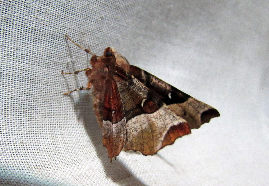 Selenia tetralunaria - négyfoltos holdasaraszoló