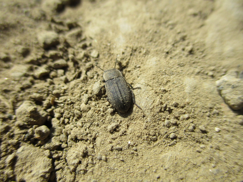 Gonocephalum granulatum pusillum