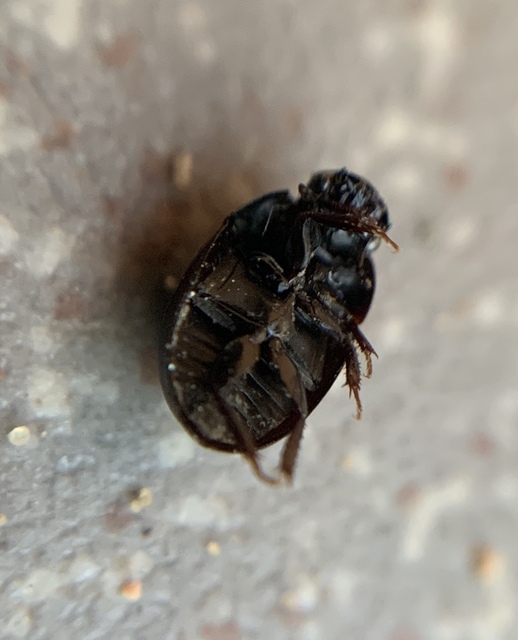 Coelostoma orbiculare - kétéltű csiborka