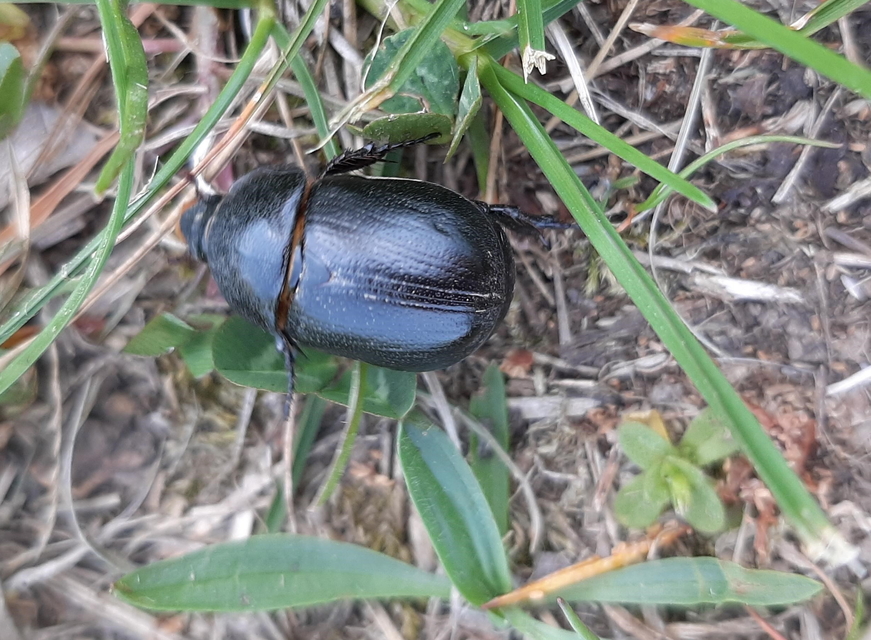 Pentodon idiota - butabogár