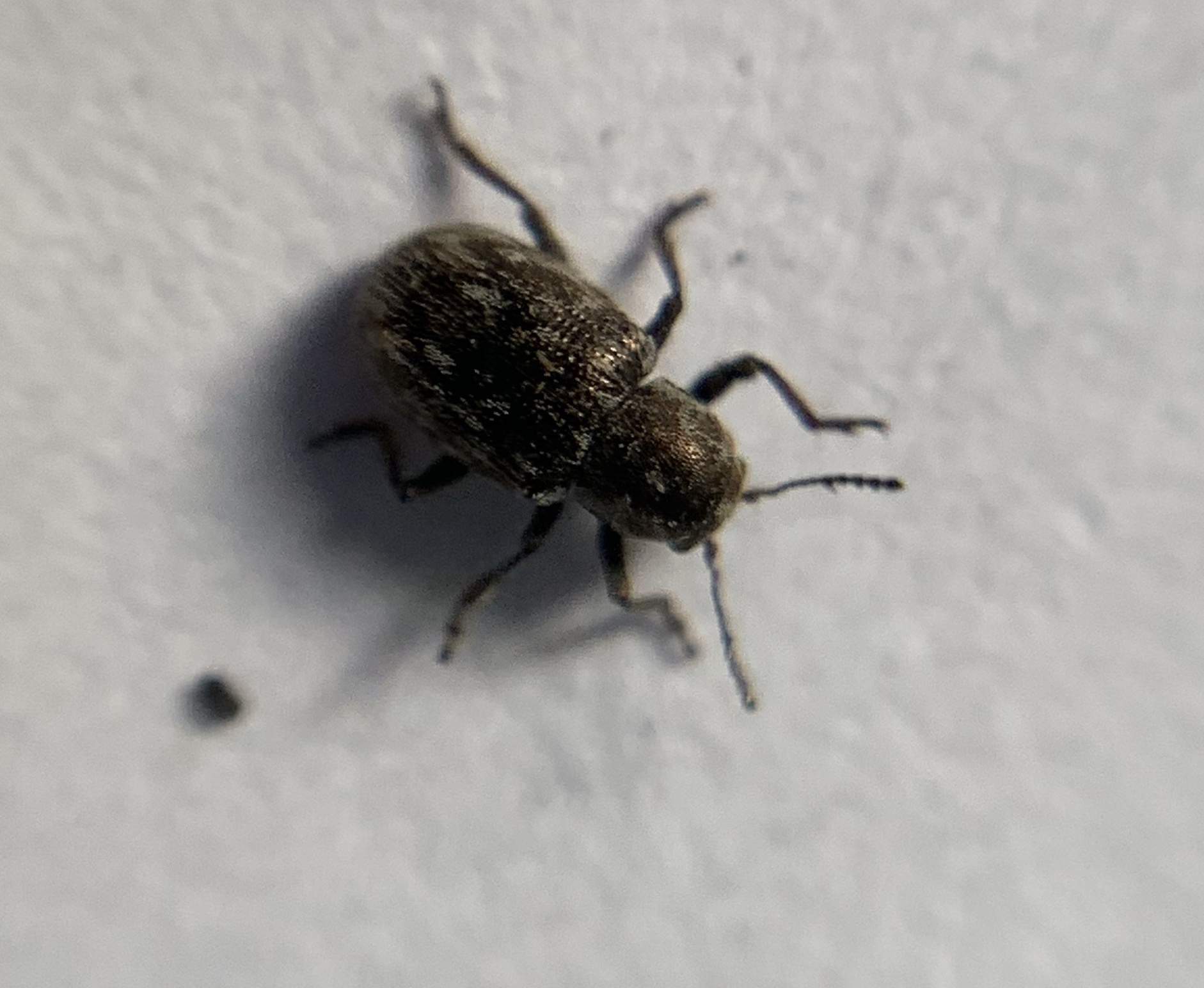 Pachnephorus pilosus