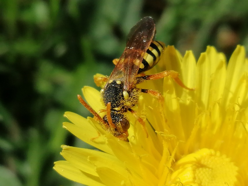 Nomada