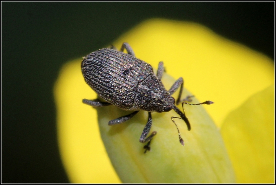 Ceutorhynchus obstrictus - repcebecő-ceutormányos