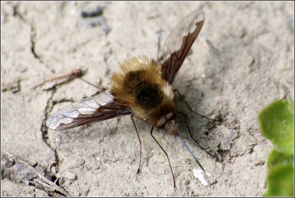 Bombylius major - szegélyes pöszörlégy