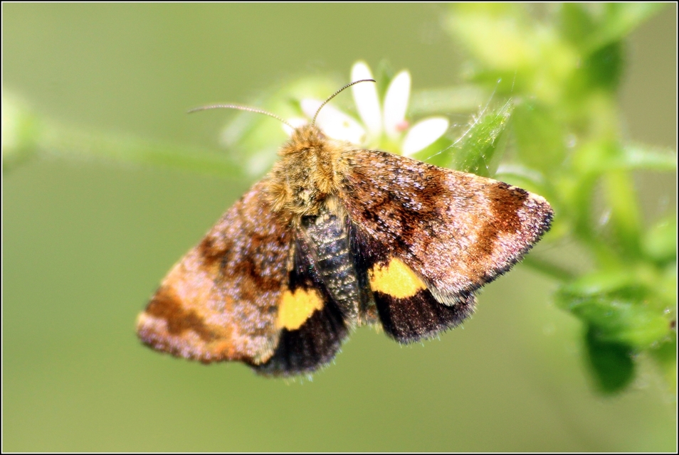 Panemeria tenebrata - apró sárgabagoly