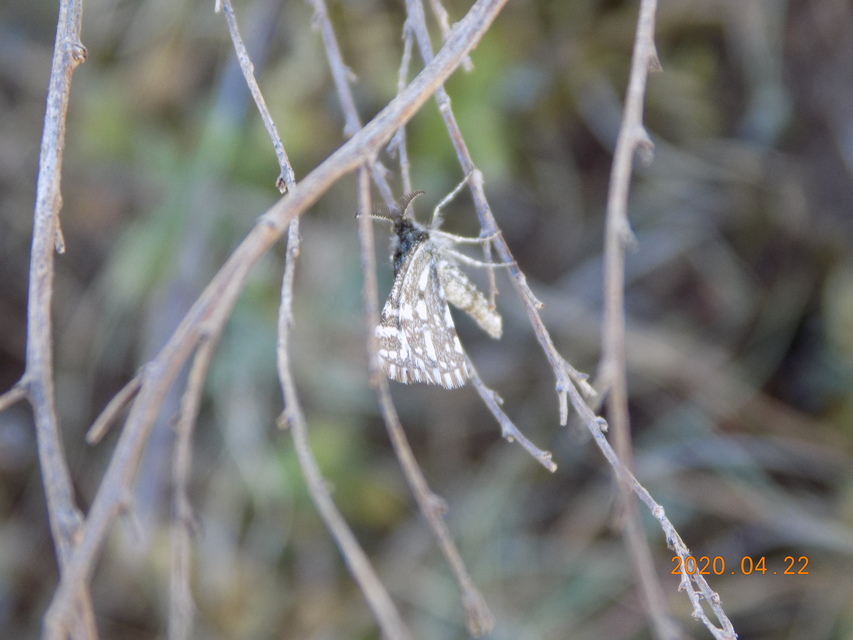 Narraga fasciolaria/tessularia