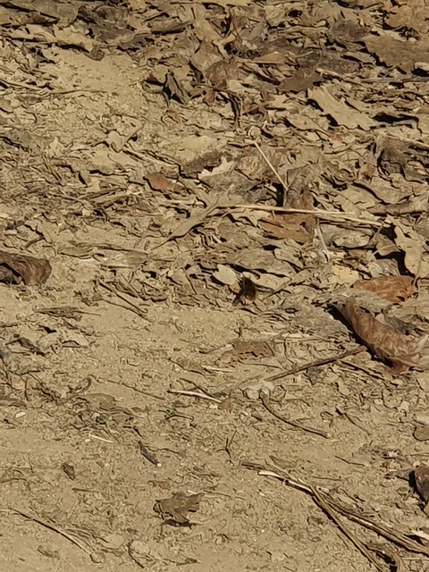 Bombylius major - szegélyes pöszörlégy
