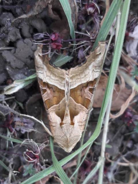 Phlogophora meticulosa - vándorló csipkésbagoly