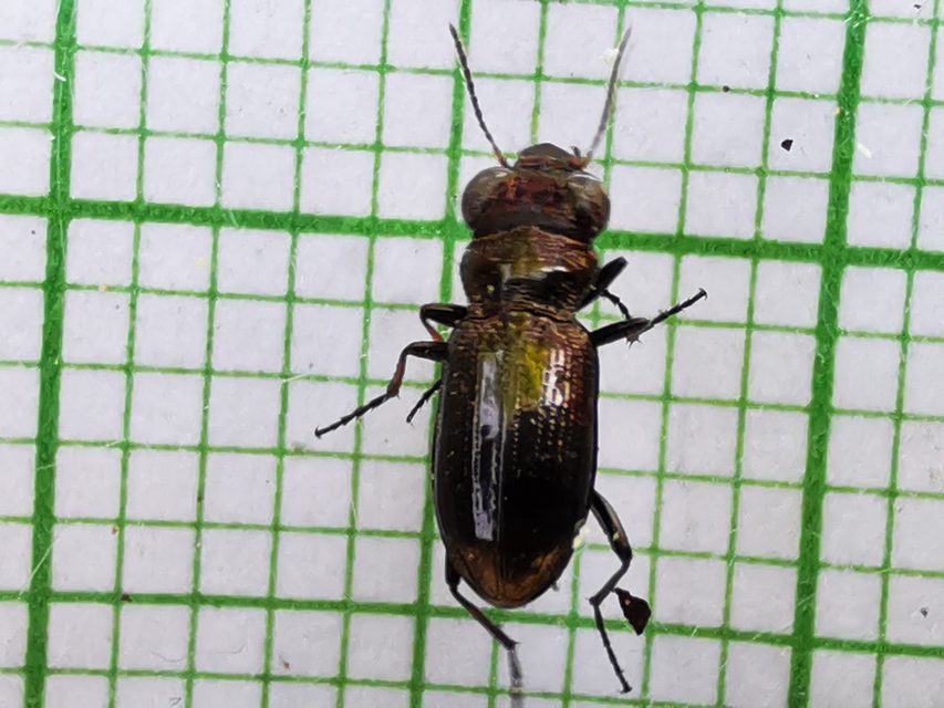 Notiophilus palustris - mocsári szemesfutó