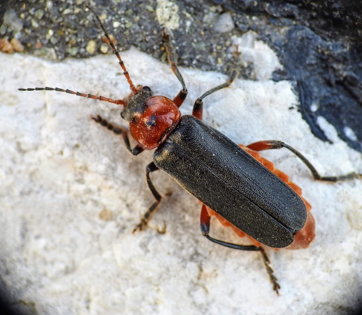Cantharis rustica - suszterbogár