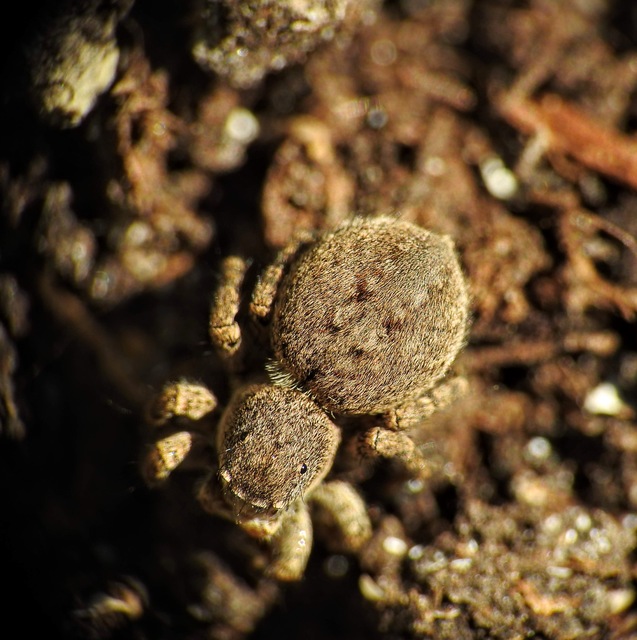 Salticidae - ugrópókok
