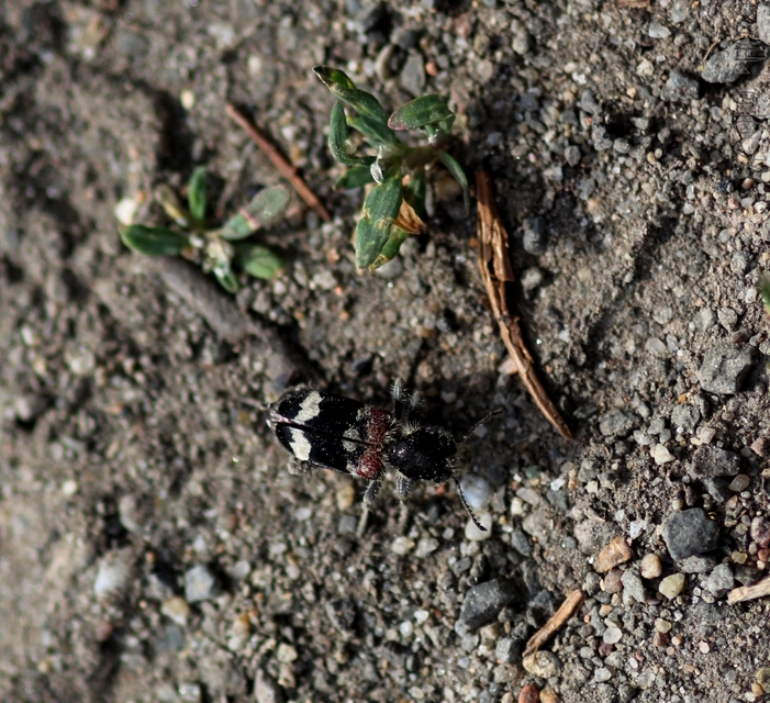 Clerus mutillarius - feketenyakú szúfarkas