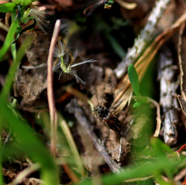 Drasterius bimaculatus - változékony pattanó