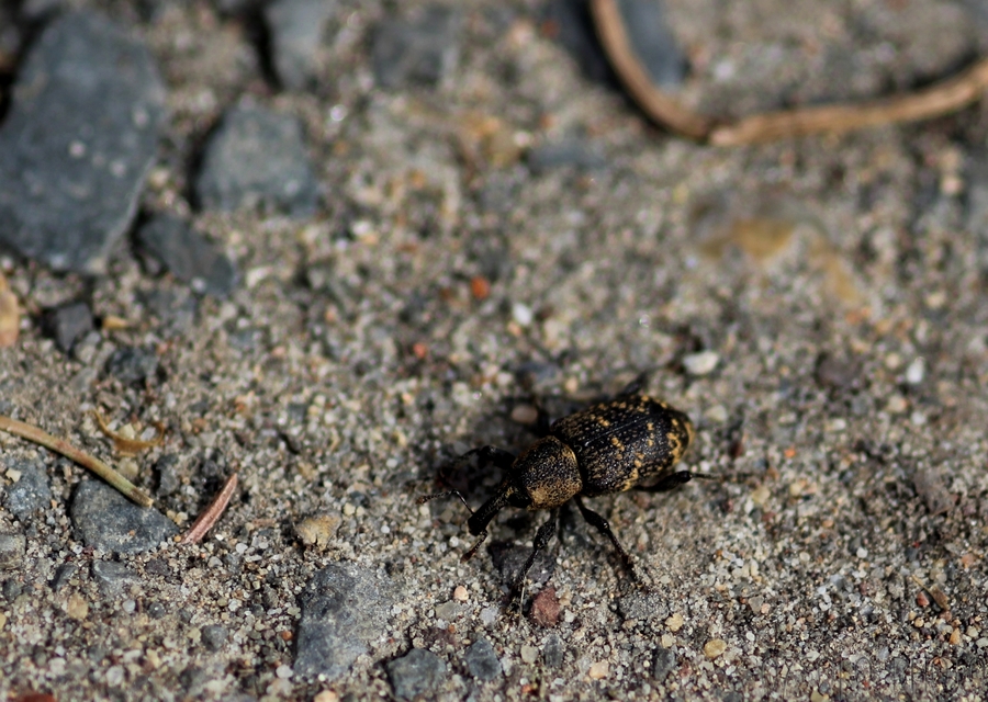 Hylobius abietis - nagy fenyvesormányos