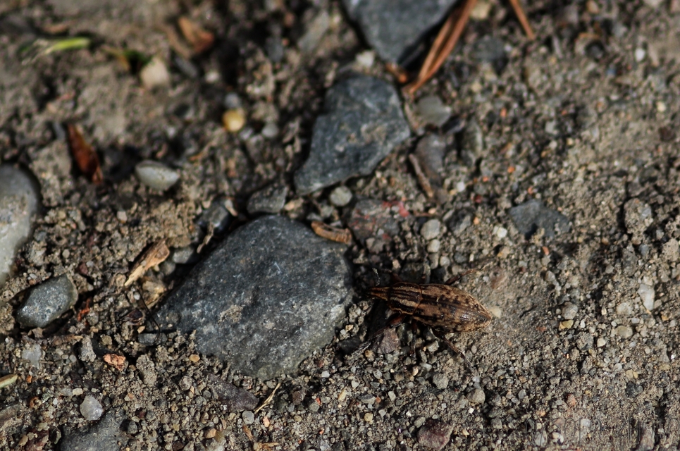 Pseudocleonus cinereus - hamvas barkó
