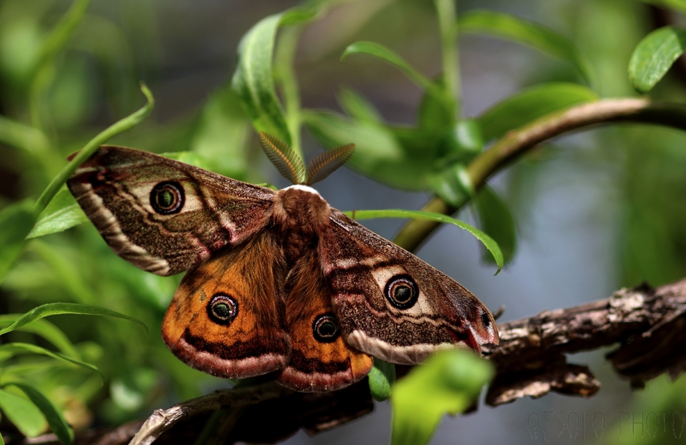 Saturnia pavoniella/pavonia