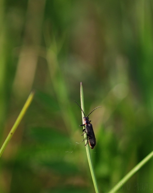 Cantharis pulicaria - zsírfényű lágybogár