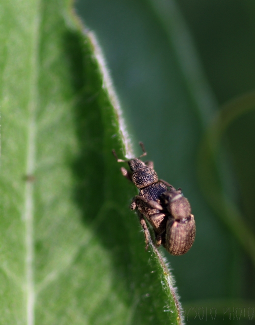 Mesagroicus obscurus - dülledtszemű libatopormányos