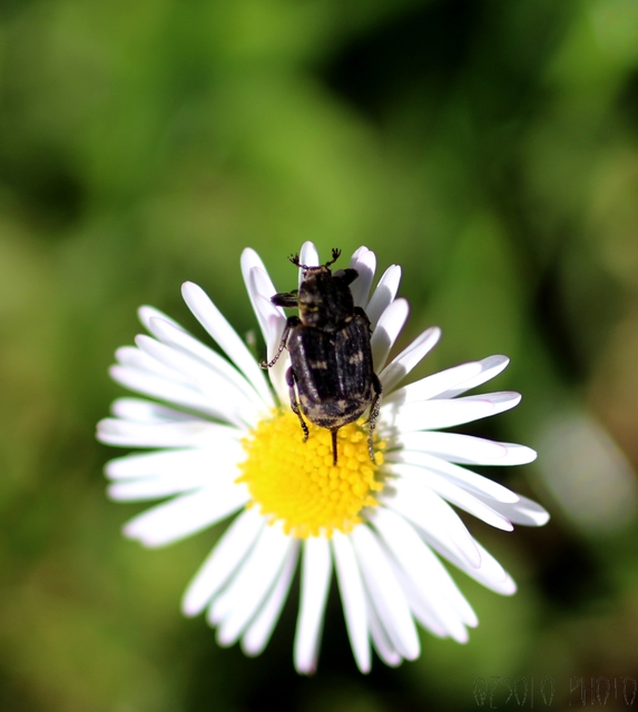 Valgus hemipterus - suta virágbogár