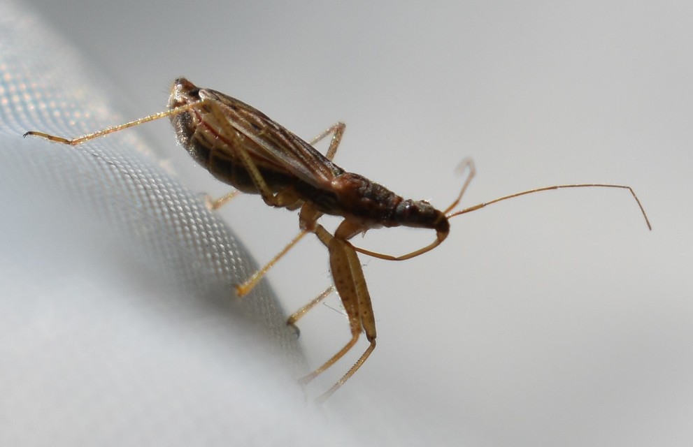 Nabis rugosus - foltoslábú tolvajpoloska