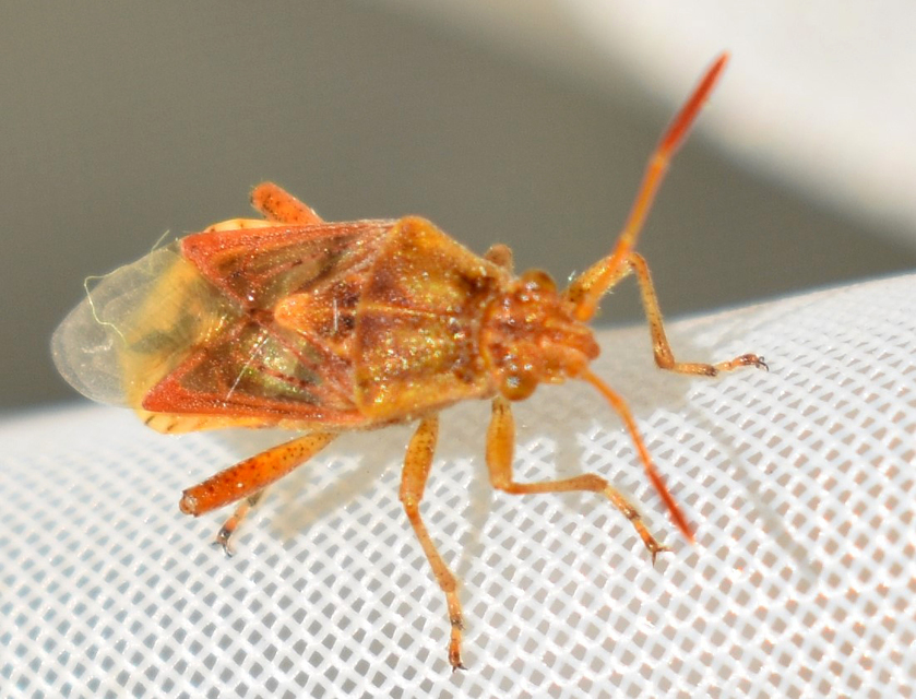 Rhopalidae - üvegpoloskák