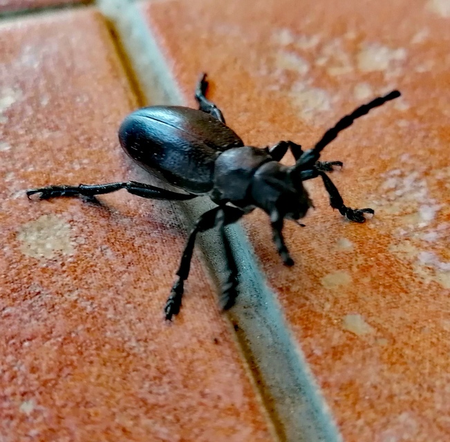 Dorcadion aethiops - fekete gyalogcincér
