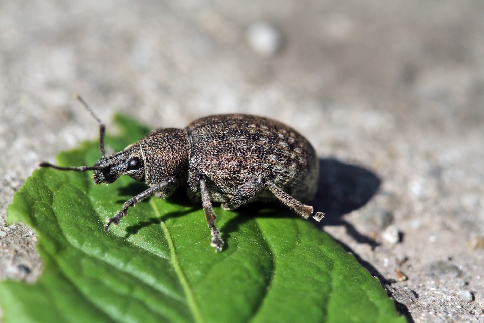 Otiorhynchus ligustici - vincellér-gyalogormányos