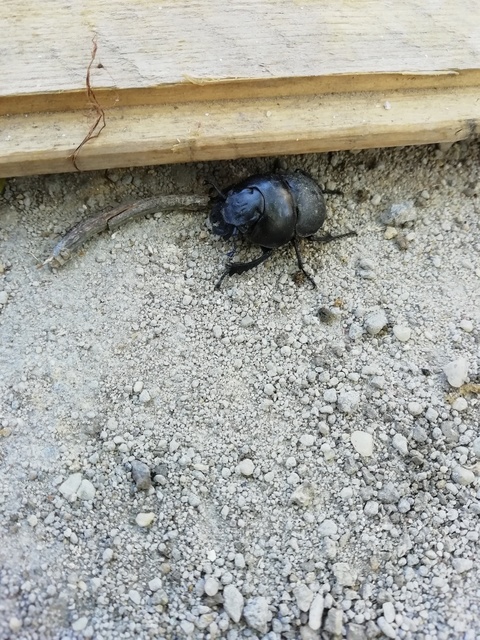 Lethrus apterus - nagyfejű csajkó