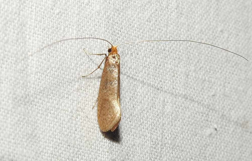 Nematopogon