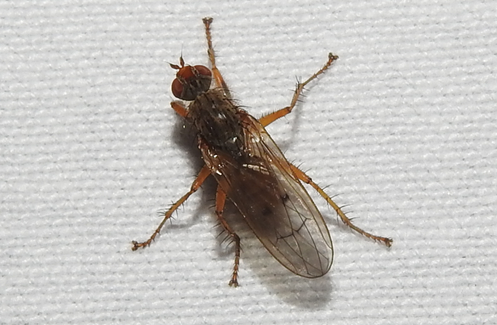 Scathophaga