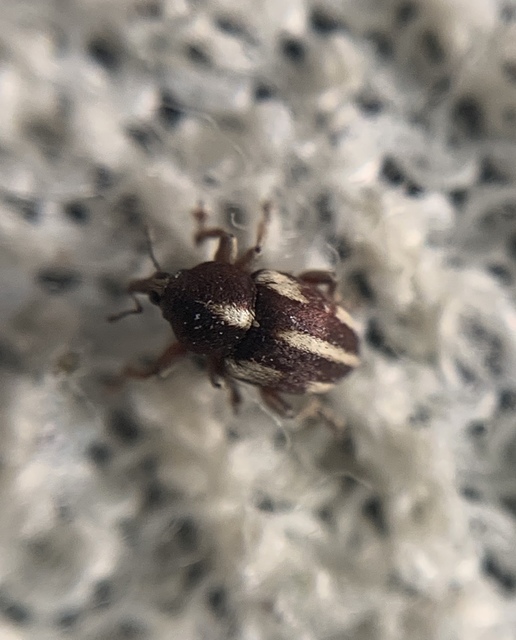 Tychius quinquepunctatus - borsó-tímárormányos