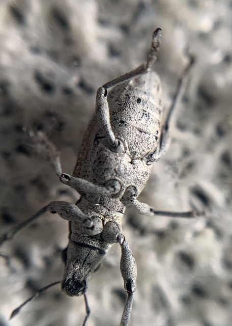 Charagmus griseus - szürke csipkézőbogár