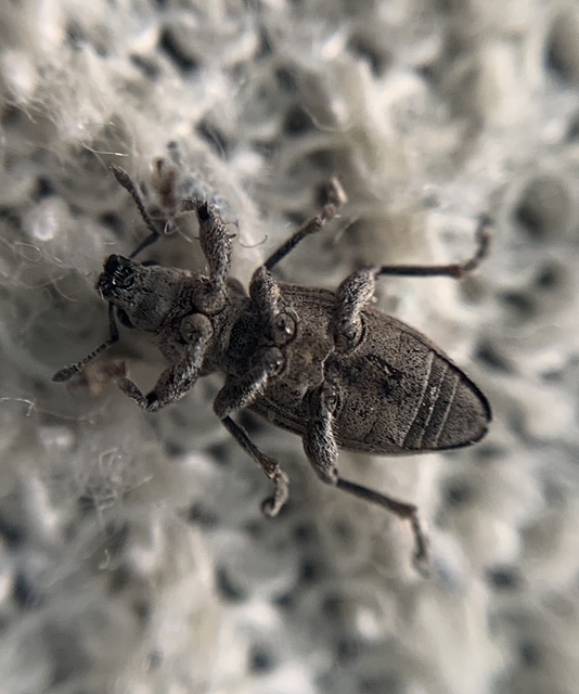Tanymecus dilaticollis - kukorica-hegyesfarúbarkó