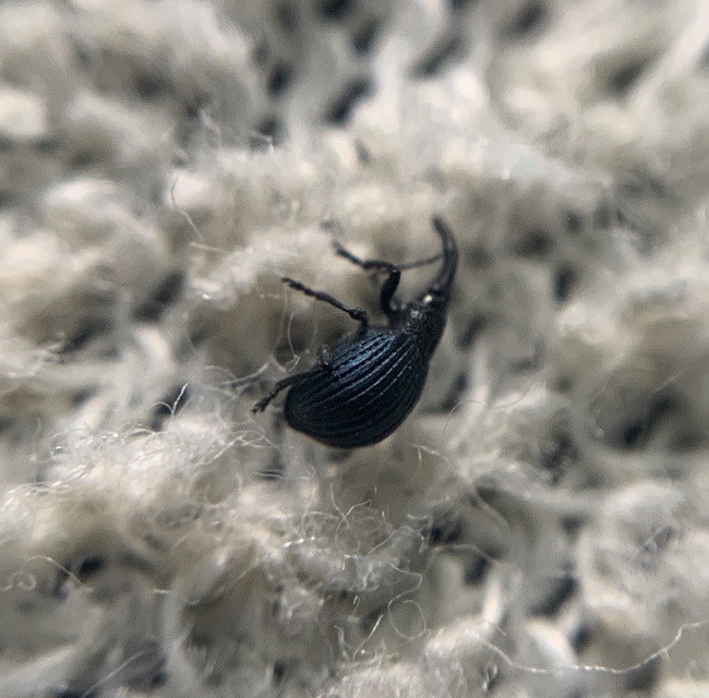 Holotrichapion pisi - lucernarügy-cickányormányos