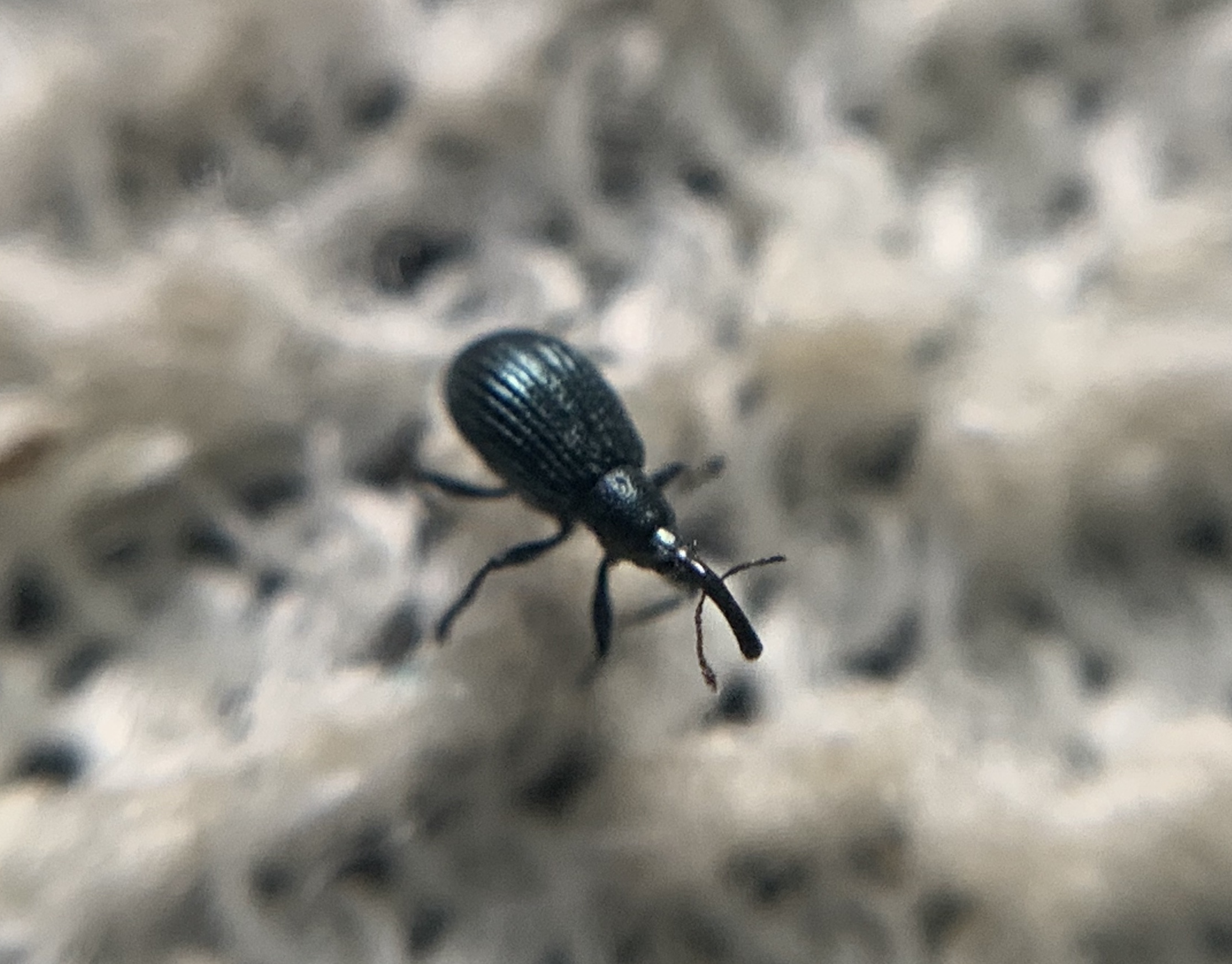 Ischnopterapion virens - lóheregyökér-cickányormányos