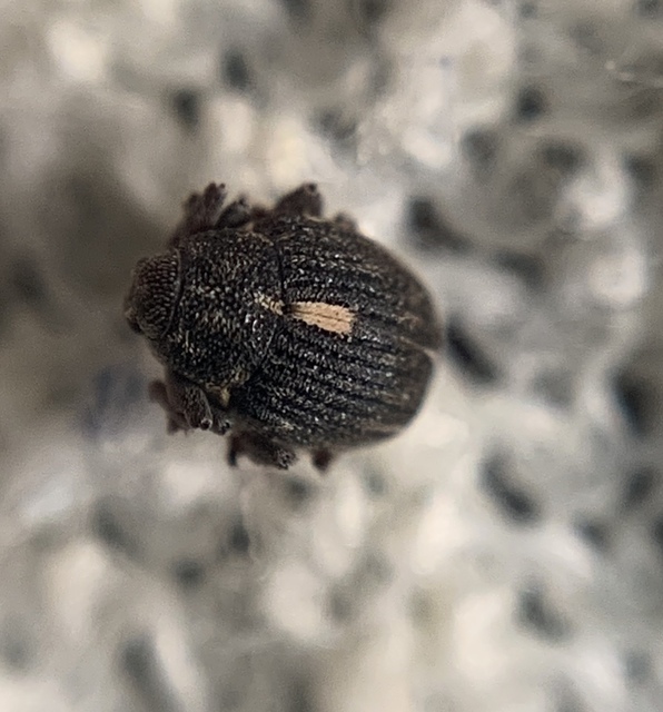Rhinoncus leucostigma - vöröslábú sóskaormányos