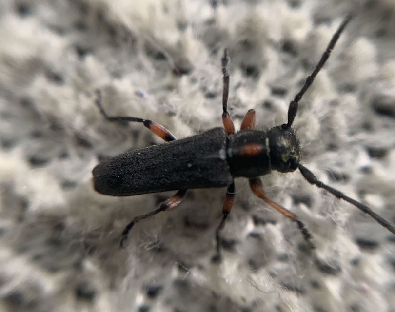 Phytoecia pustulata - parányi fűcincér