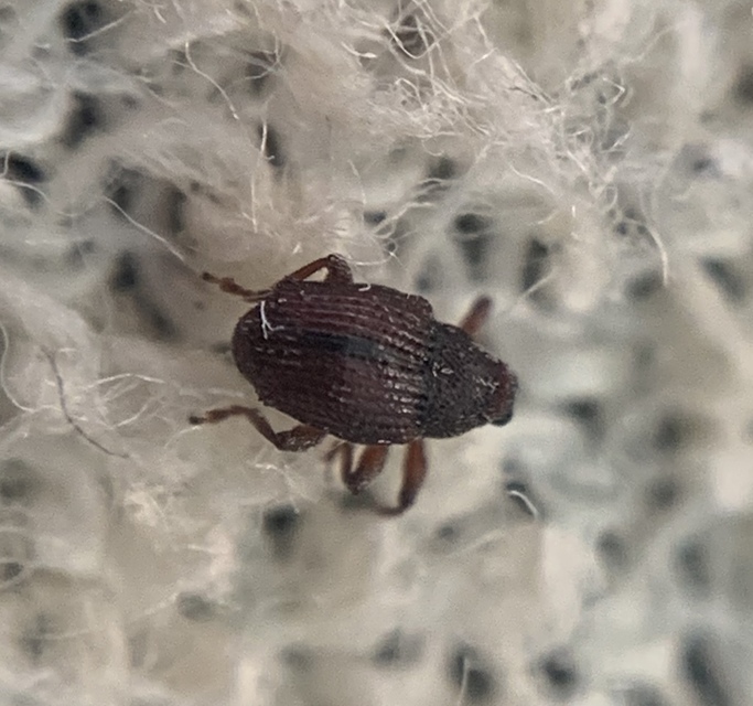 Trichosirocalus troglodytes - kis útifűormányos