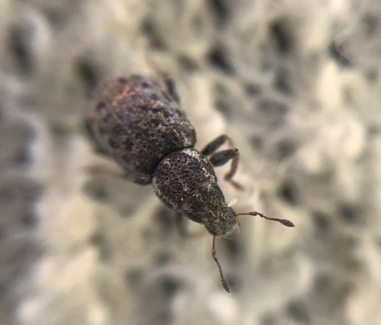 Sitona hispidulus - szőrös csipkézőbogár