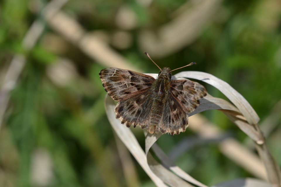 Carcharodus alceae - mályva-busalepke