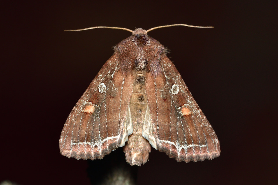 Lacanobia oleracea - saláta-kertibagoly