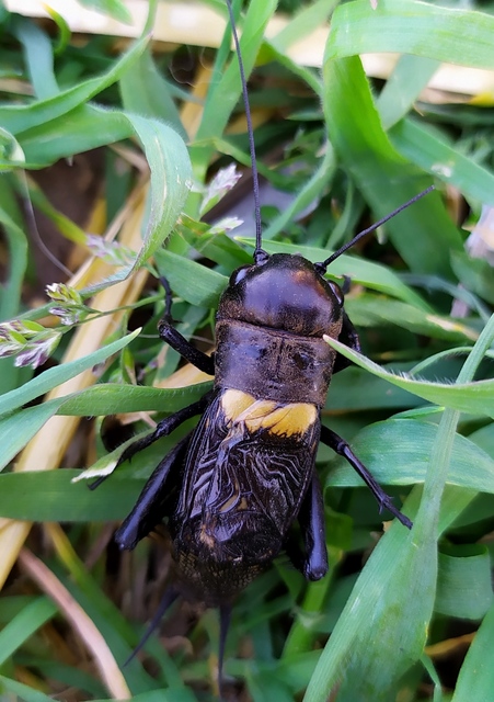 Gryllus campestris - mezei tücsök