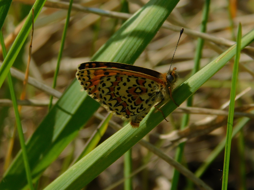 Melitaea trivia - kis tarkalepke