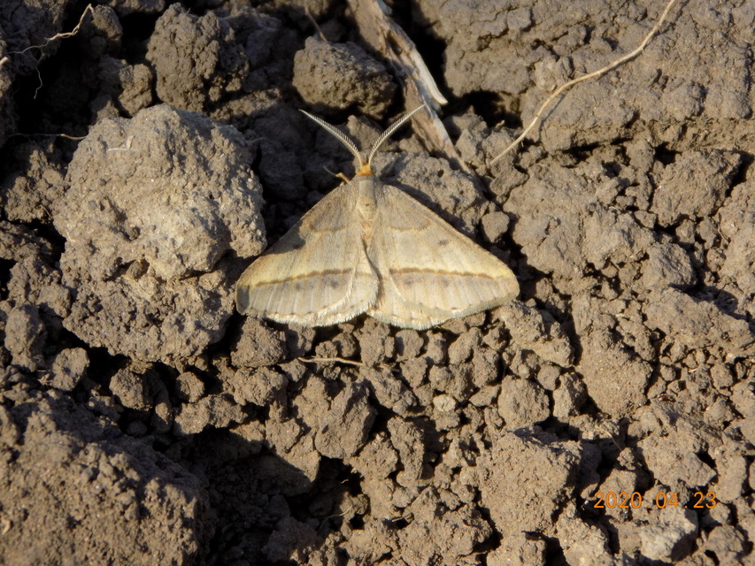 Tephrina arenacearia - lucerna-araszoló