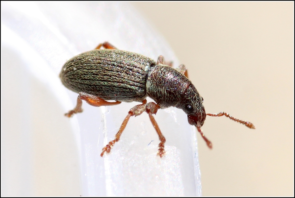 Polydrusus marginatus - szegélyes lombormányos