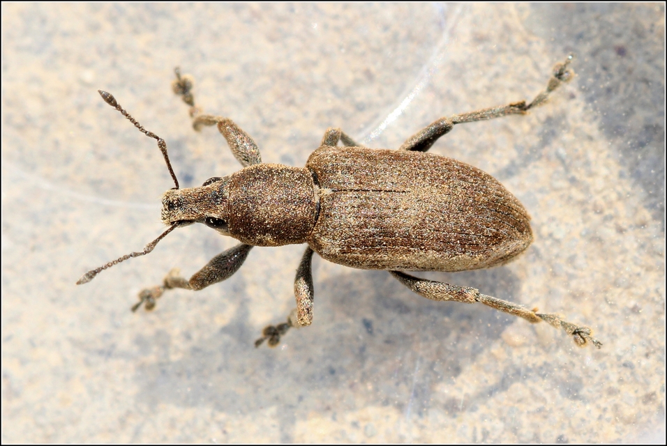 Tanymecus palliatus - közönséges hegyesfarúbarkó