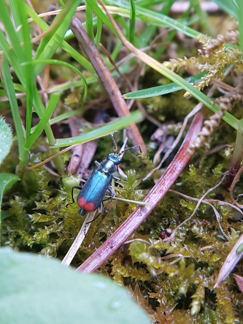 Malachius bipustulatus - kétfoltos bibircsesbogár