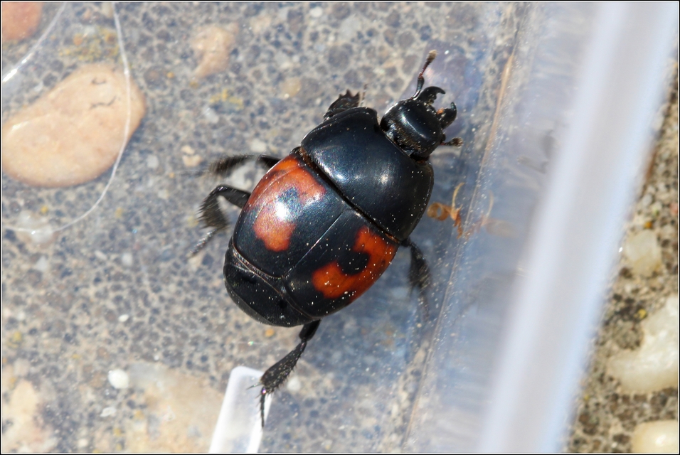 Hister quadrimaculatus - közönséges sutabogár